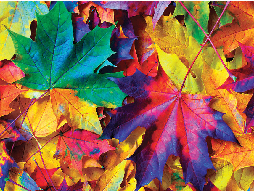 Fall Frenzy Jigsaw Puzzle